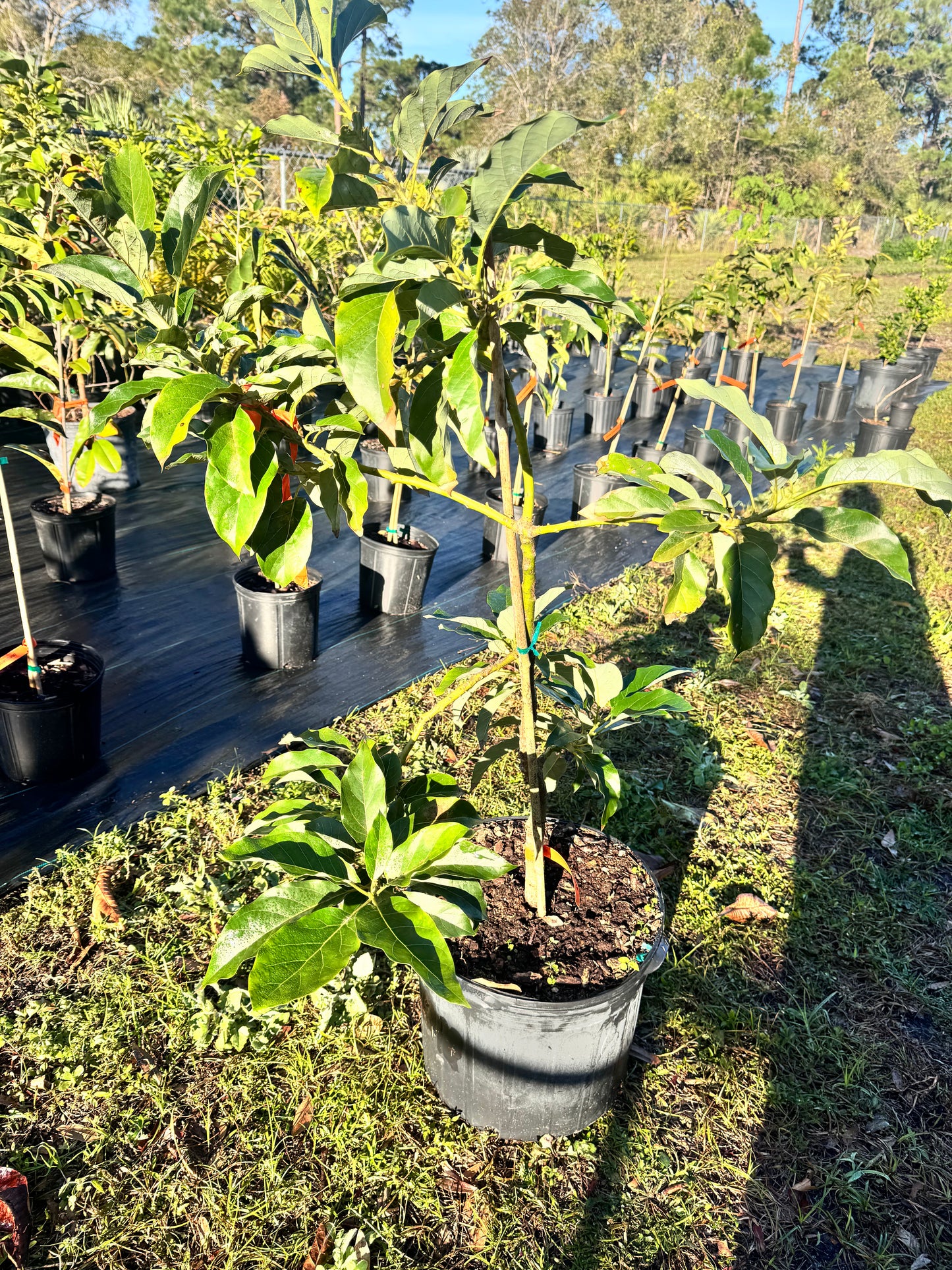 Grafted Simmons Avocado Tree 7 Gallon!! NO SHIPPING TO CA OR HI