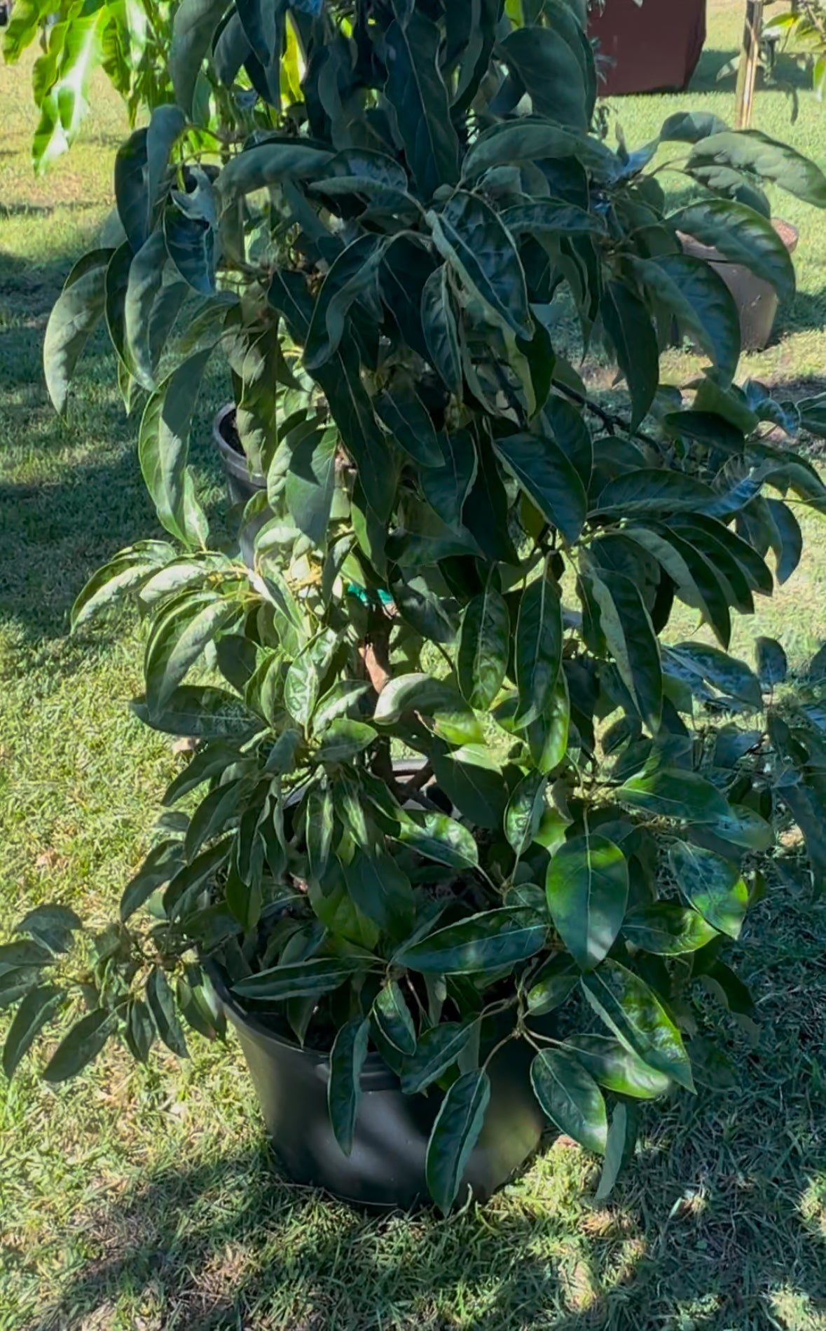 Grafted 15 Gallon Florida Hass Avocado Tree - Live Plant Same Day Shipping!!!* No Shipping to CA or HI