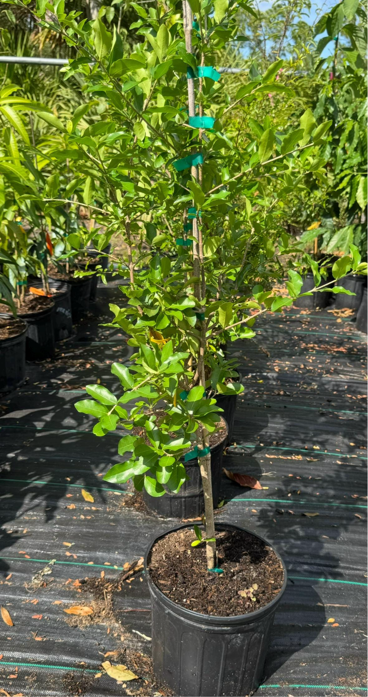 Barbados Cherry (Malpighia emarginata) - Live Plant Same Day/FREE Shipping!!!* No Shipping to CA or HI