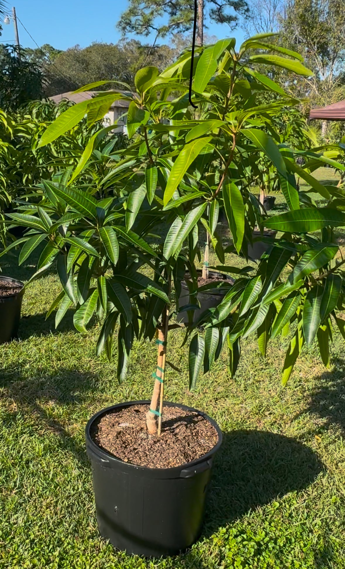 Grafted Pickering 15 gallon Mango Tree!!! - Live Plant Same Day Shipping!!!* No Shipping to CA or HI