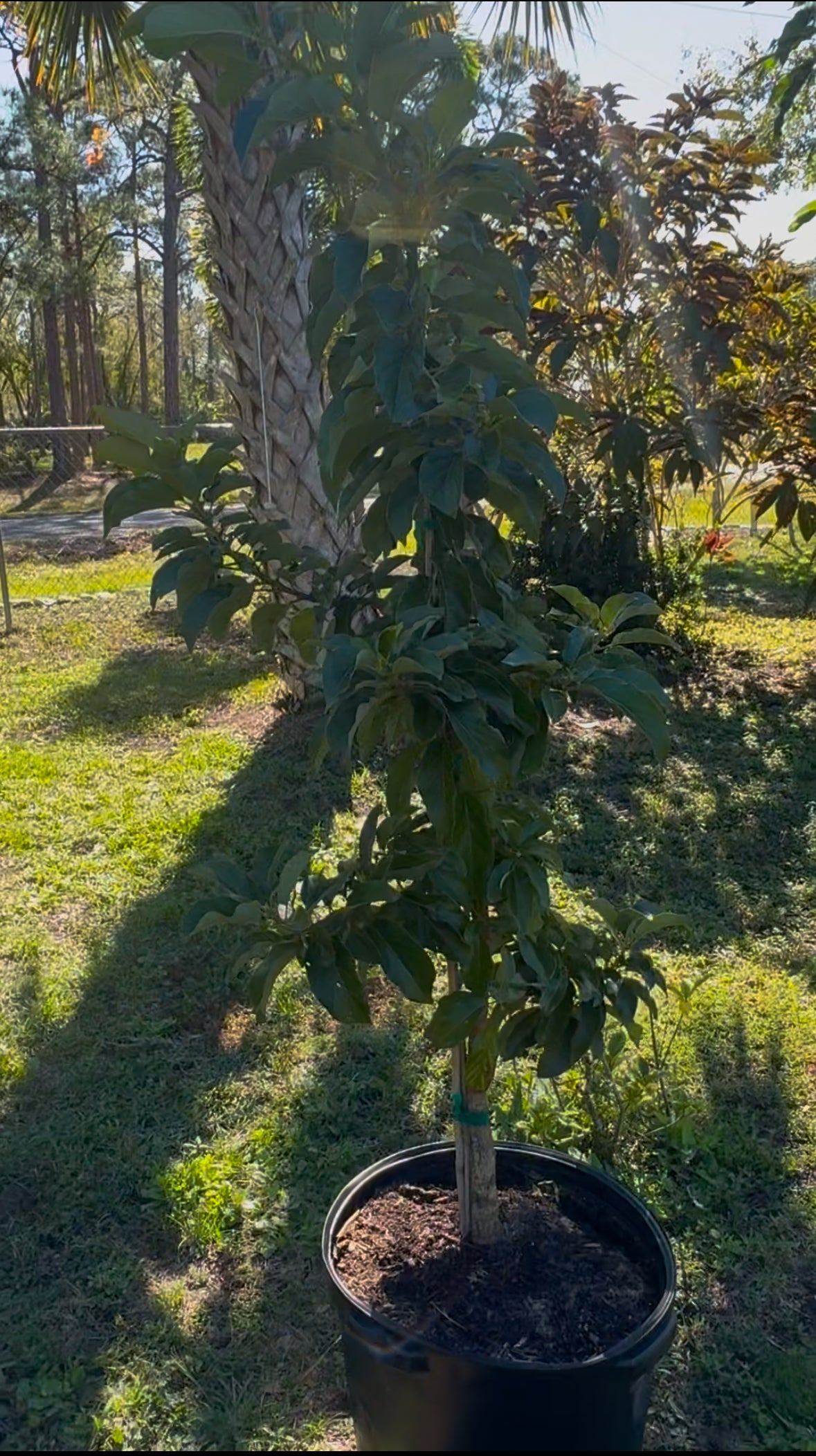 Grafted Simmons Avocado Tree 15 Gallon!!