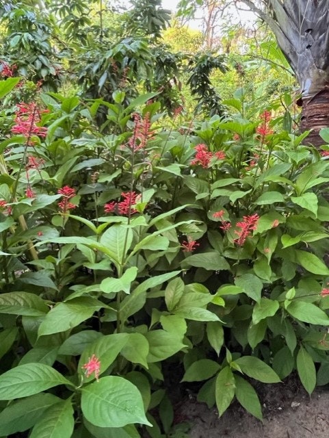 Firespike Plant Same Day Shipping!!!*