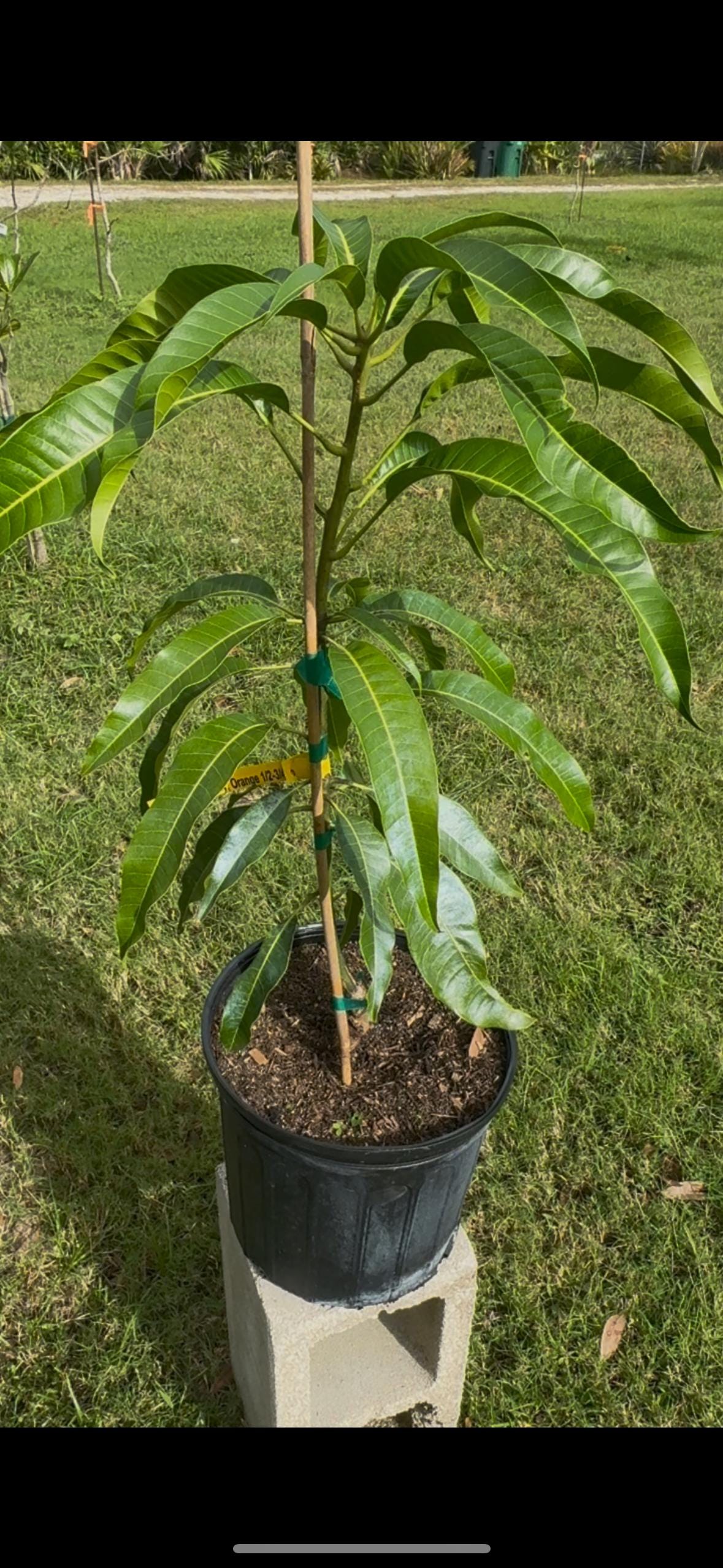 Grafted Alphonso Mango Tree - Live Plant Same Day Shipping!!!* No Shipping to CA or HI