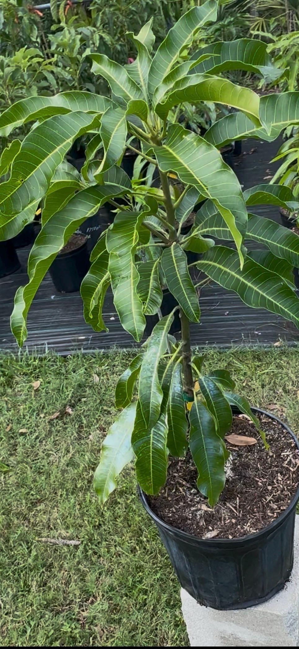 Grafted Fruit Cocktail Mango Tree - Live Plant Same Day Shipping!!!* No Shipping to CA or HI