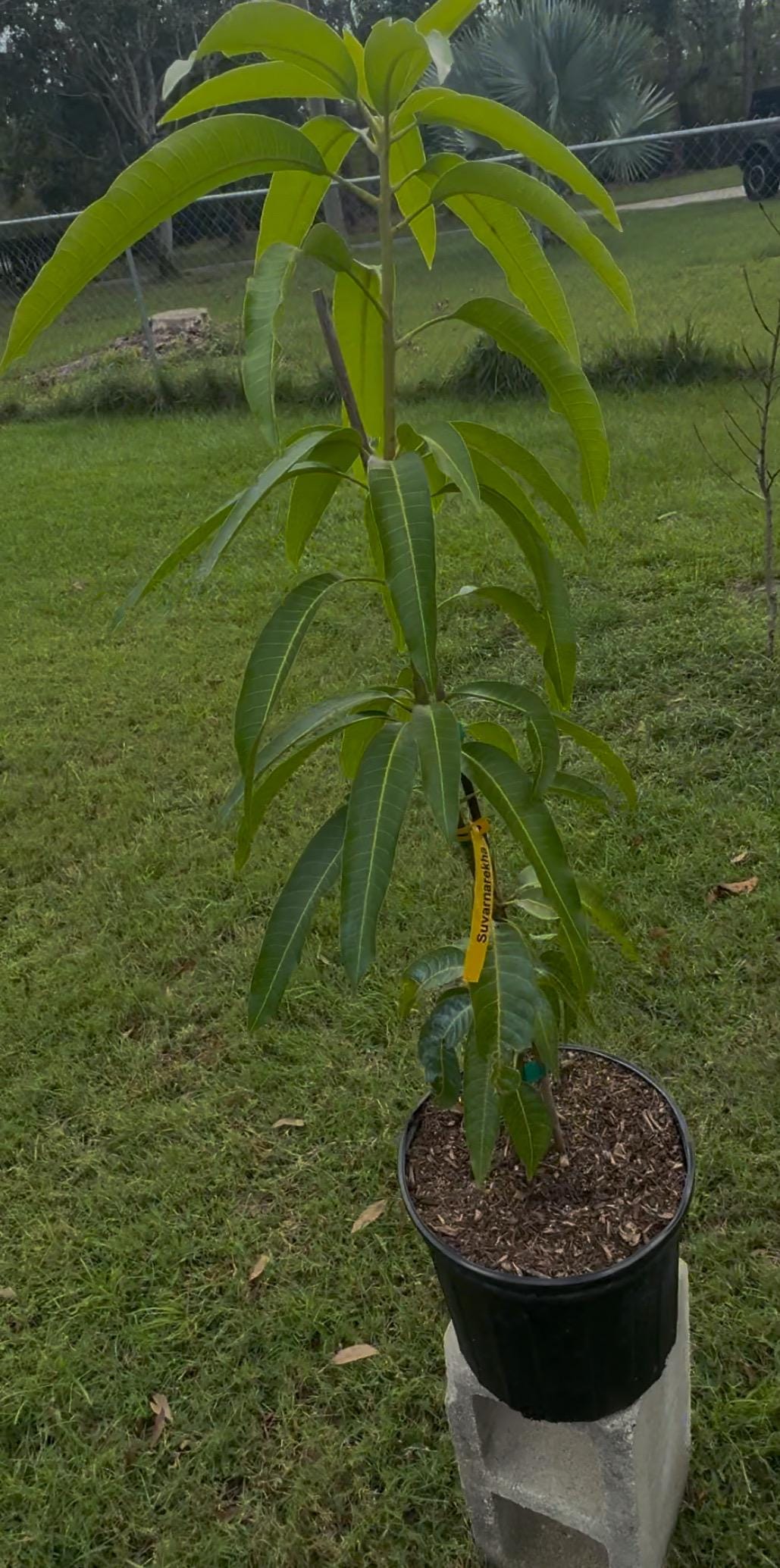 Suvarnarekha Grafted Mango Tree - Live Plant Same Day Shipping!!!* No Shipping to CA or HI