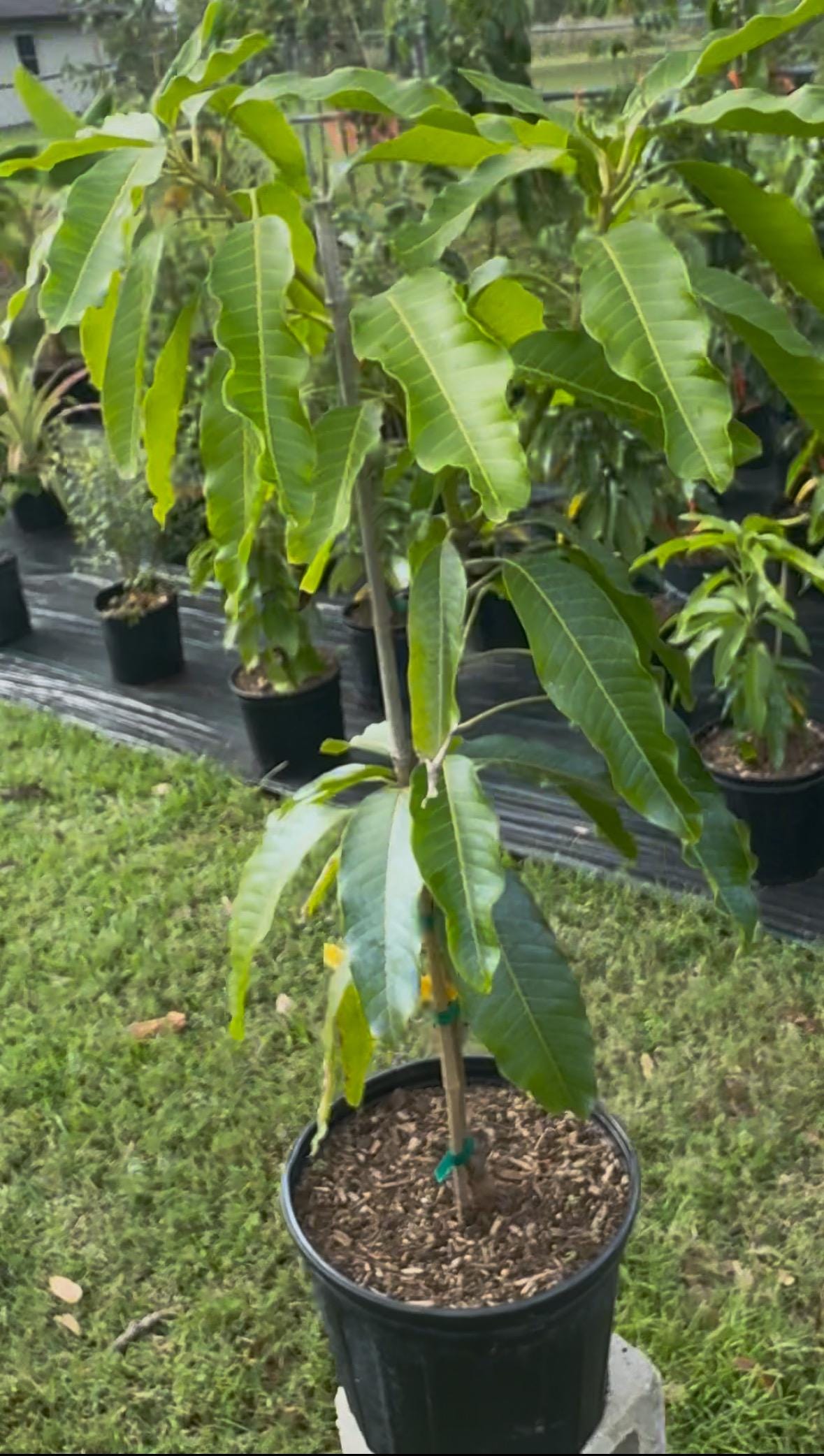 Grafted Pram Kai Mea Mango Tree - Live Plant Same Day Shipping!!!* No Shipping to CA or HI