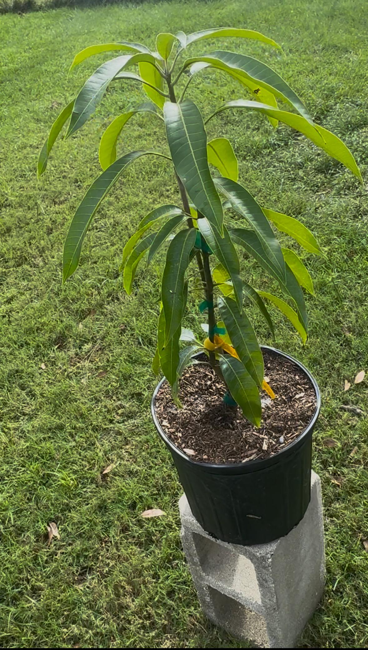 Giselle Grafted Mango Tree - Live Plant Same Day Shipping!!!* No Shipping to CA or HI