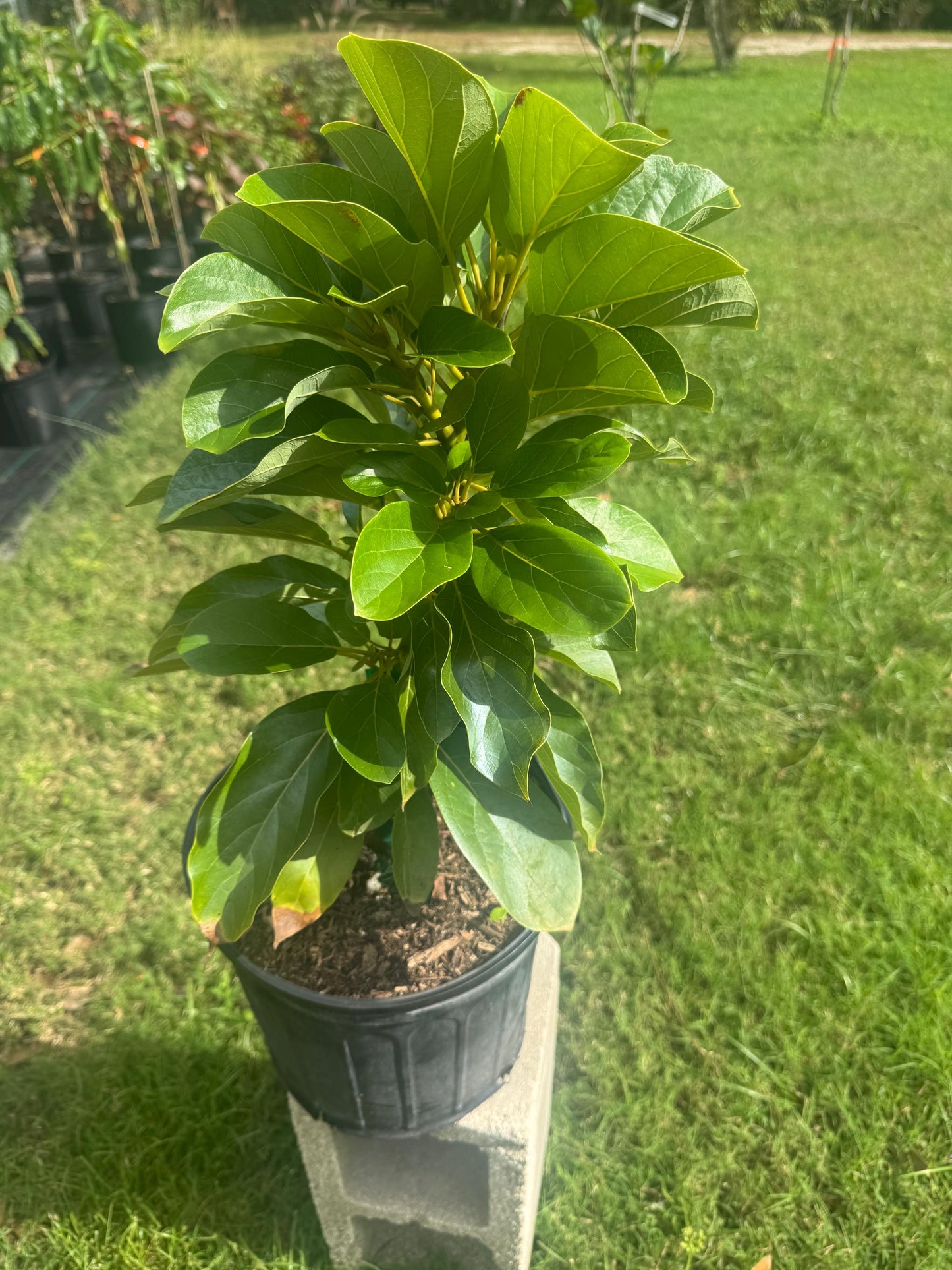 Grafted Catalina Avocado Tree - Live Plant Same Day Shipping!!!* No Shipping to CA or HI