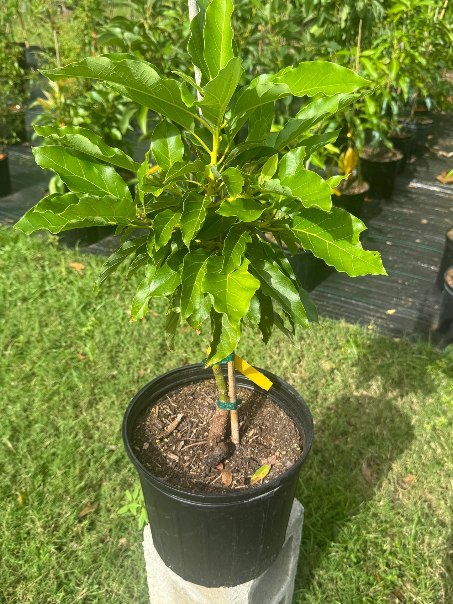 Grafted Maria Black Avocado Tree - Live Plant Same Day Shipping!!!* No Shipping to CA or HI