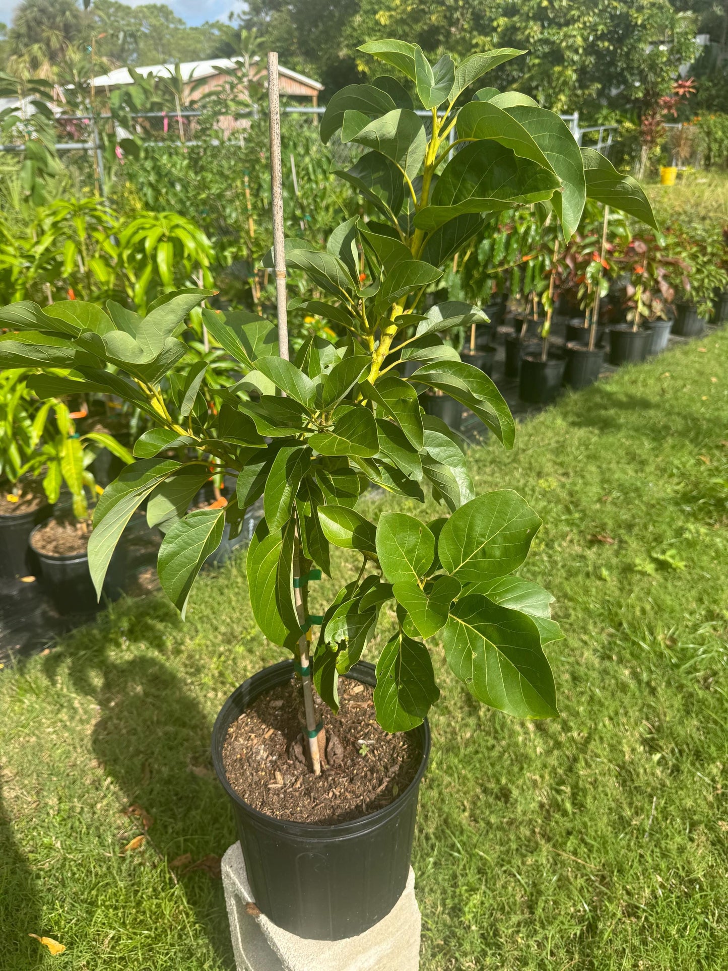 Grafted Marcus Pumpkin Avocado Tree - Live Plant Same Day Shipping!!!* No Shipping to CA or HI