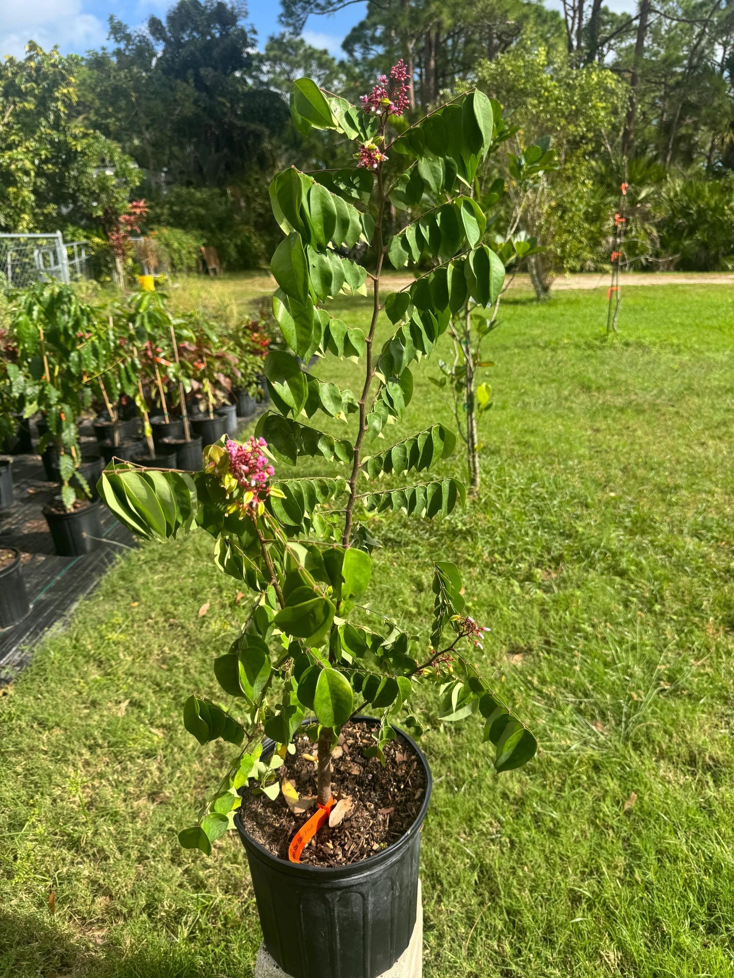 Grafted Golden Star Starfruit (Sour Variety) Tree - Live Plant Same Day Shipping!!!* No Shipping to CA or HI