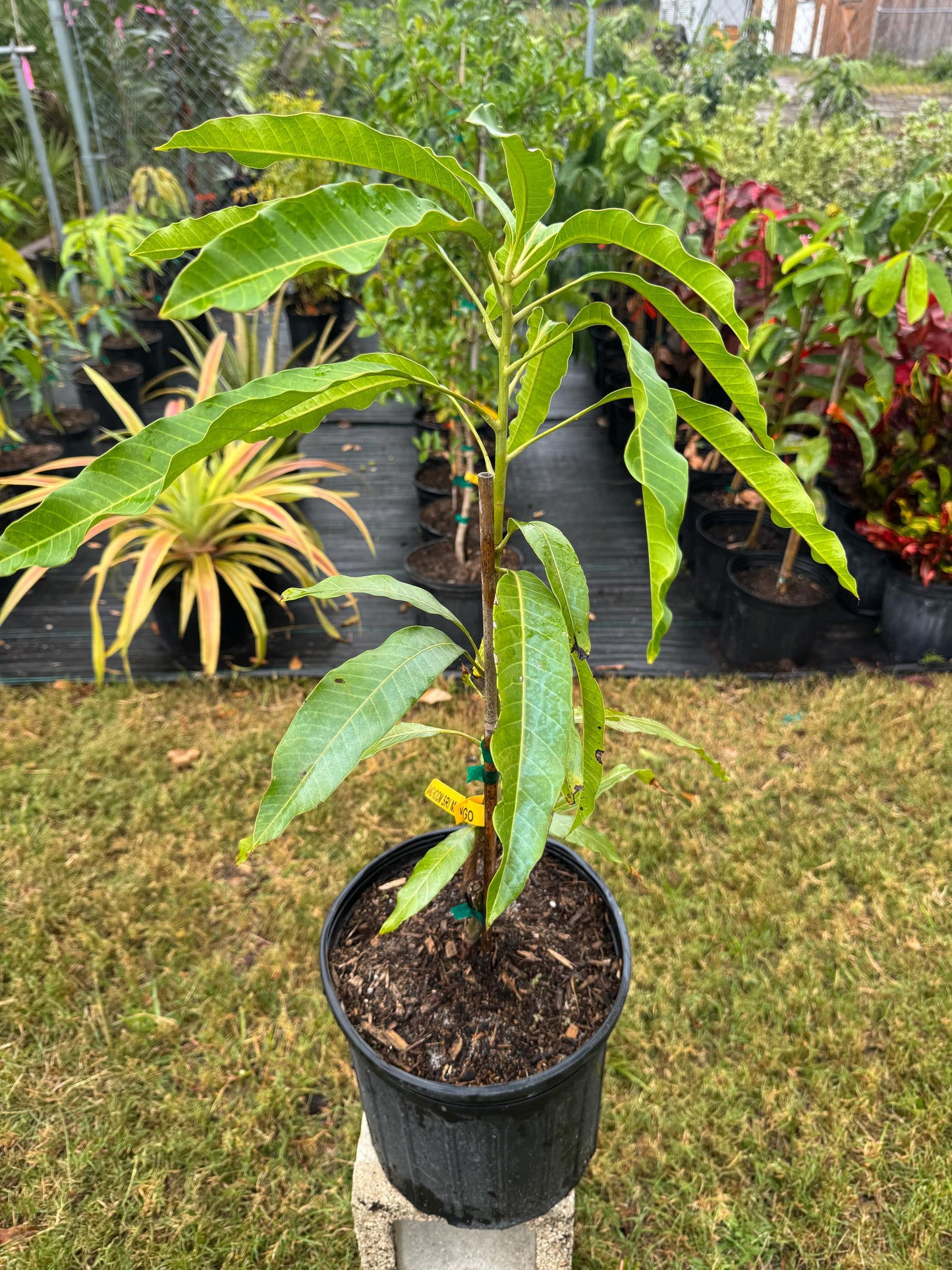 Grafted Bang Koom Sri a/k/a Mun Khun Sri Mango Tree - Live Plant Same Day Shipping!!!* No Shipping to CA or HI