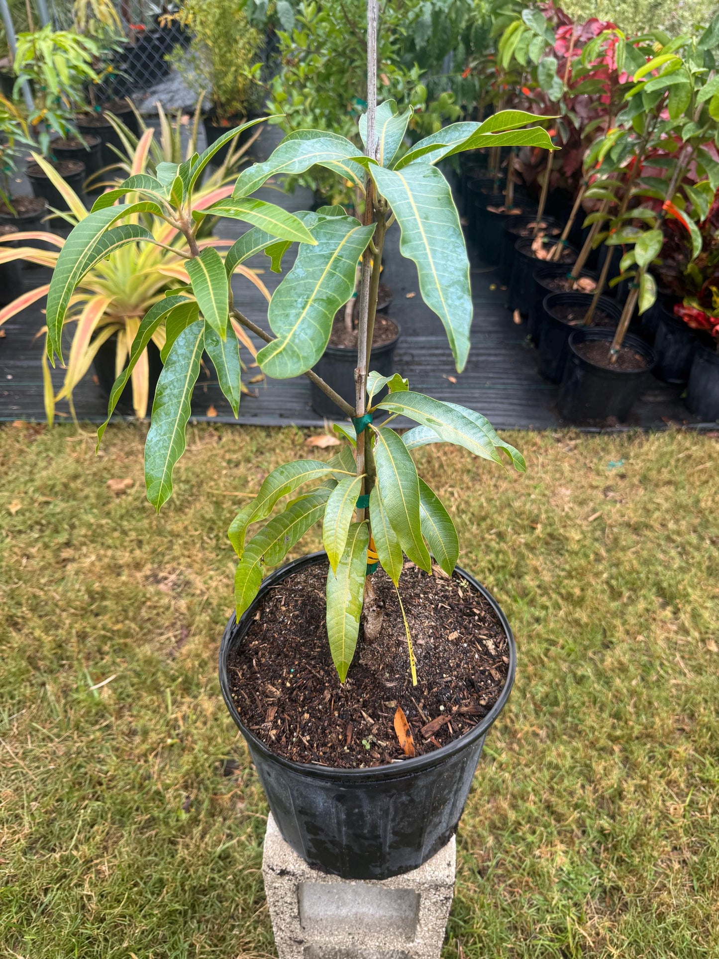 Haden Mango Tree - Live Plant Same Day Shipping!!!* No Shipping to CA or HI