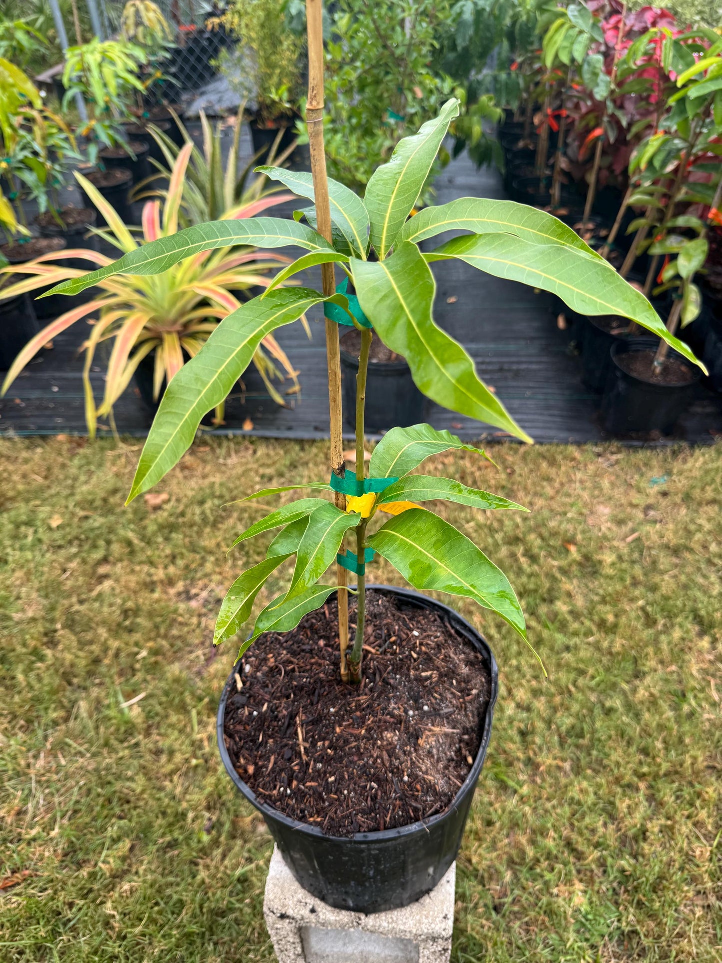 Jakarta Mango Tree - Live Plant Same Day Shipping!!!* No Shipping to CA or HI