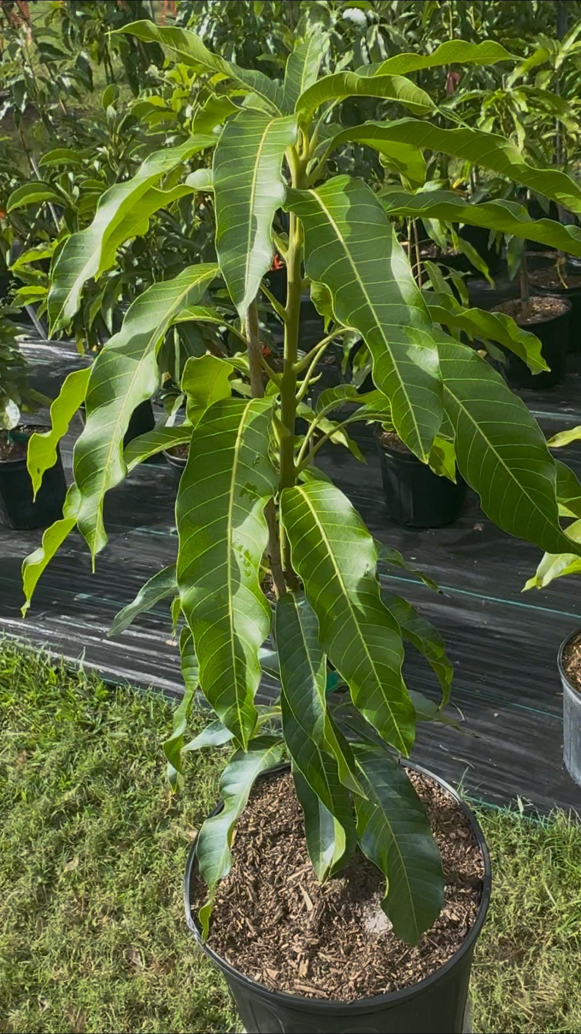 Grafted Sai Tong Mango Tree - Live Plant Same Day Shipping!!!* No Shipping to CA or HI