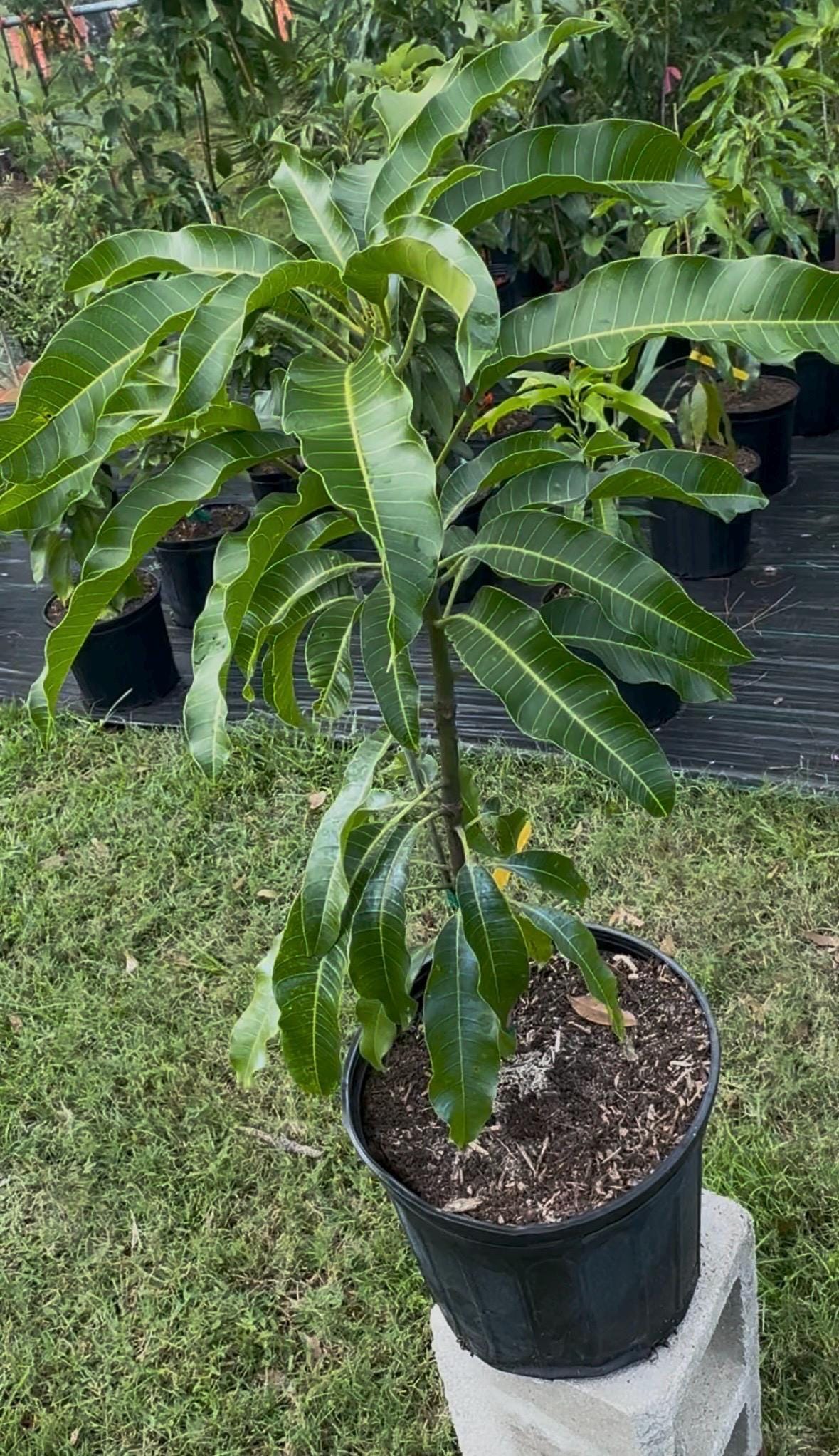 Fruit Cocktail Grafted Mango Tree - Live Plant Same Day Shipping!!!* No Shipping to CA or HI