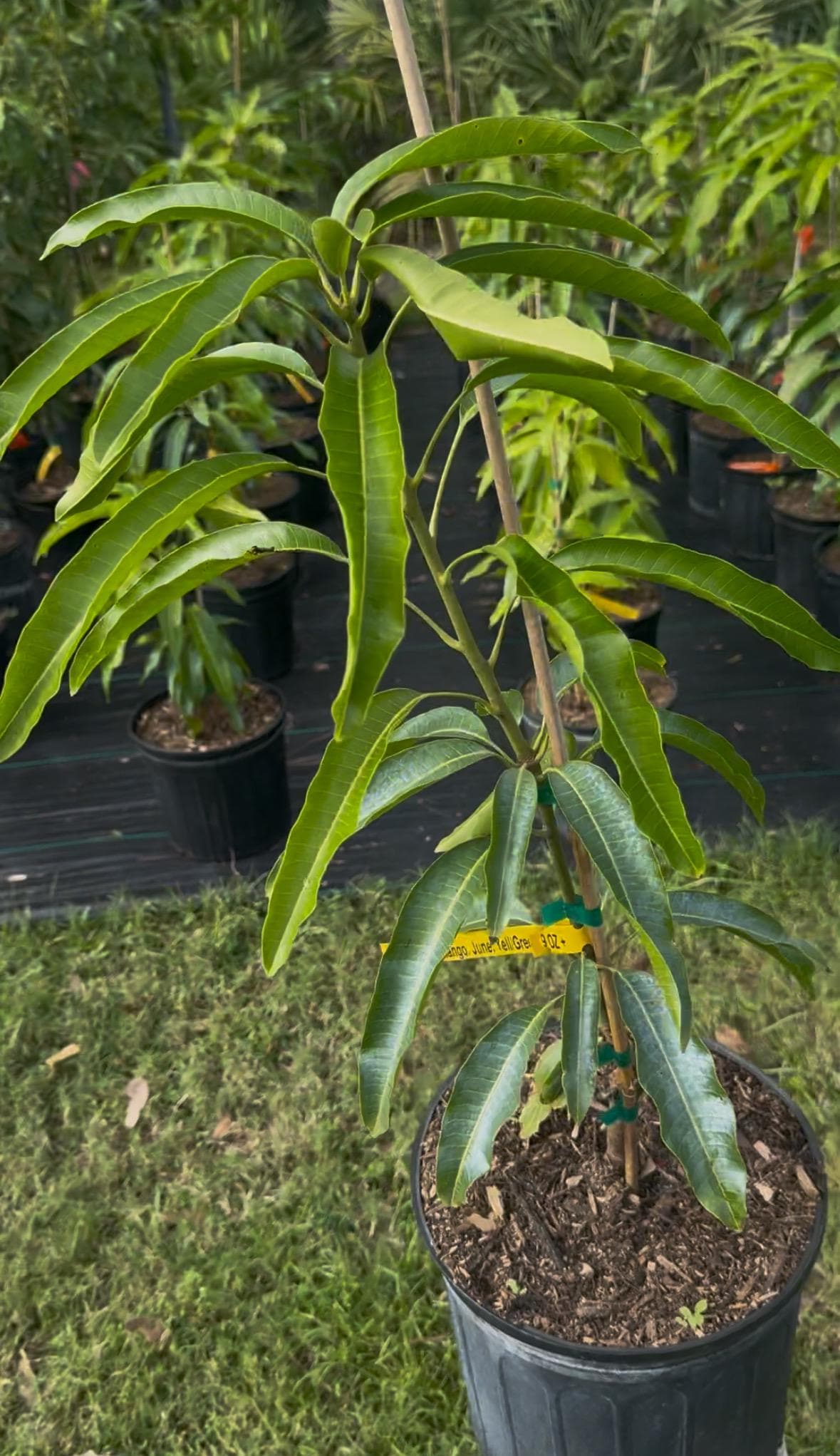 Juliette Mango Tree - Live Plant Same Day Shipping!!!* No Shipping to CA or HI