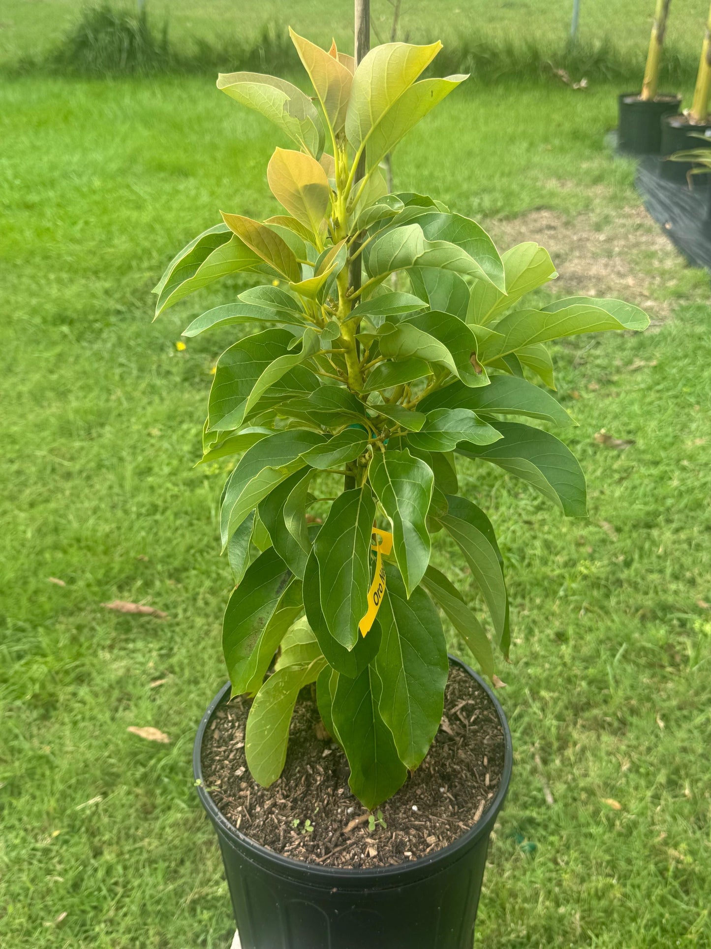 Grafted Oro Negro Avocado Tree - Live Plant Same Day Shipping!!!* No Shipping to CA or HI