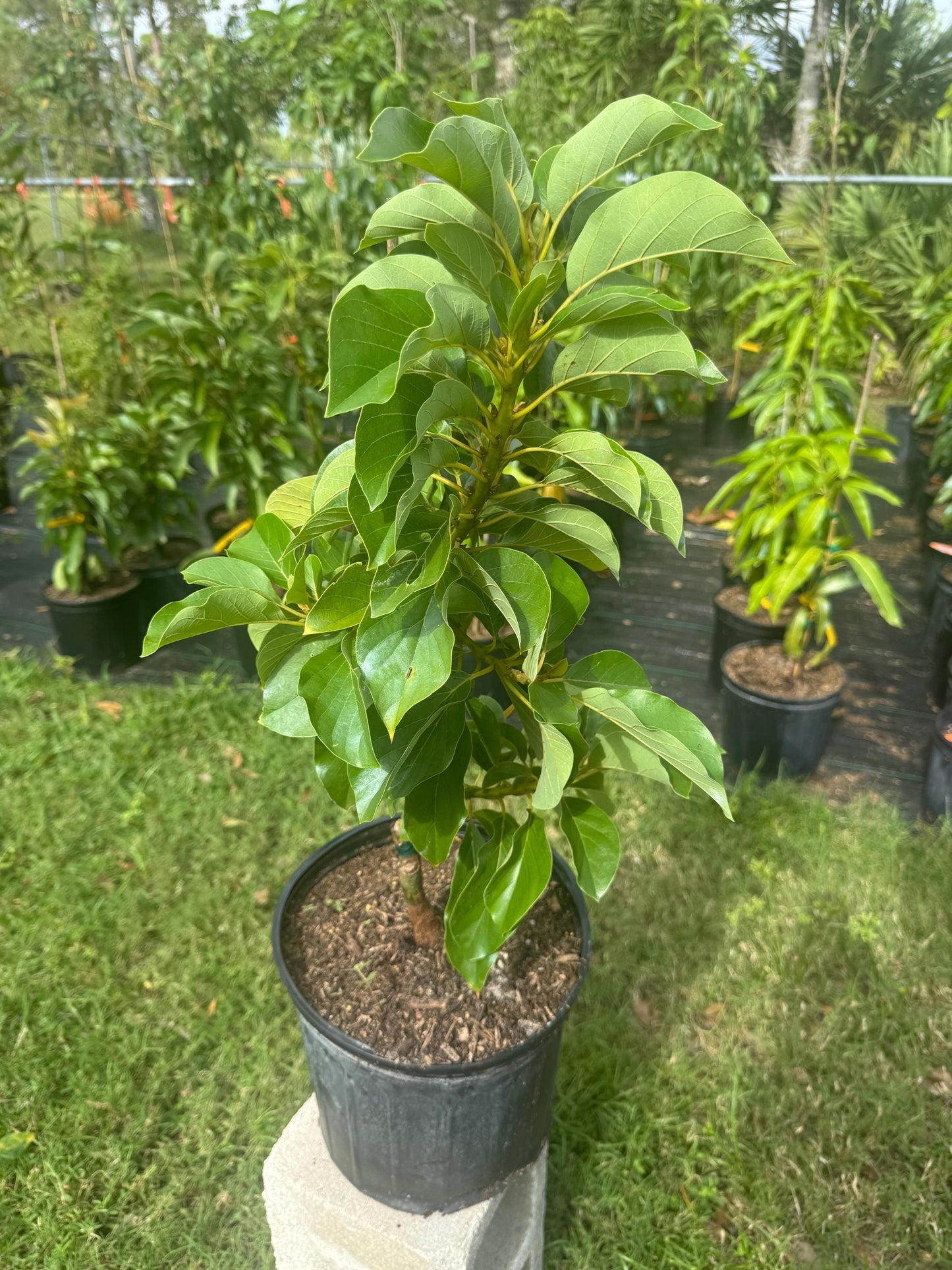 Grafted Thompson Red Avocado Tree - Live Plant Same Day Shipping!!!* No Shipping to CA or HI