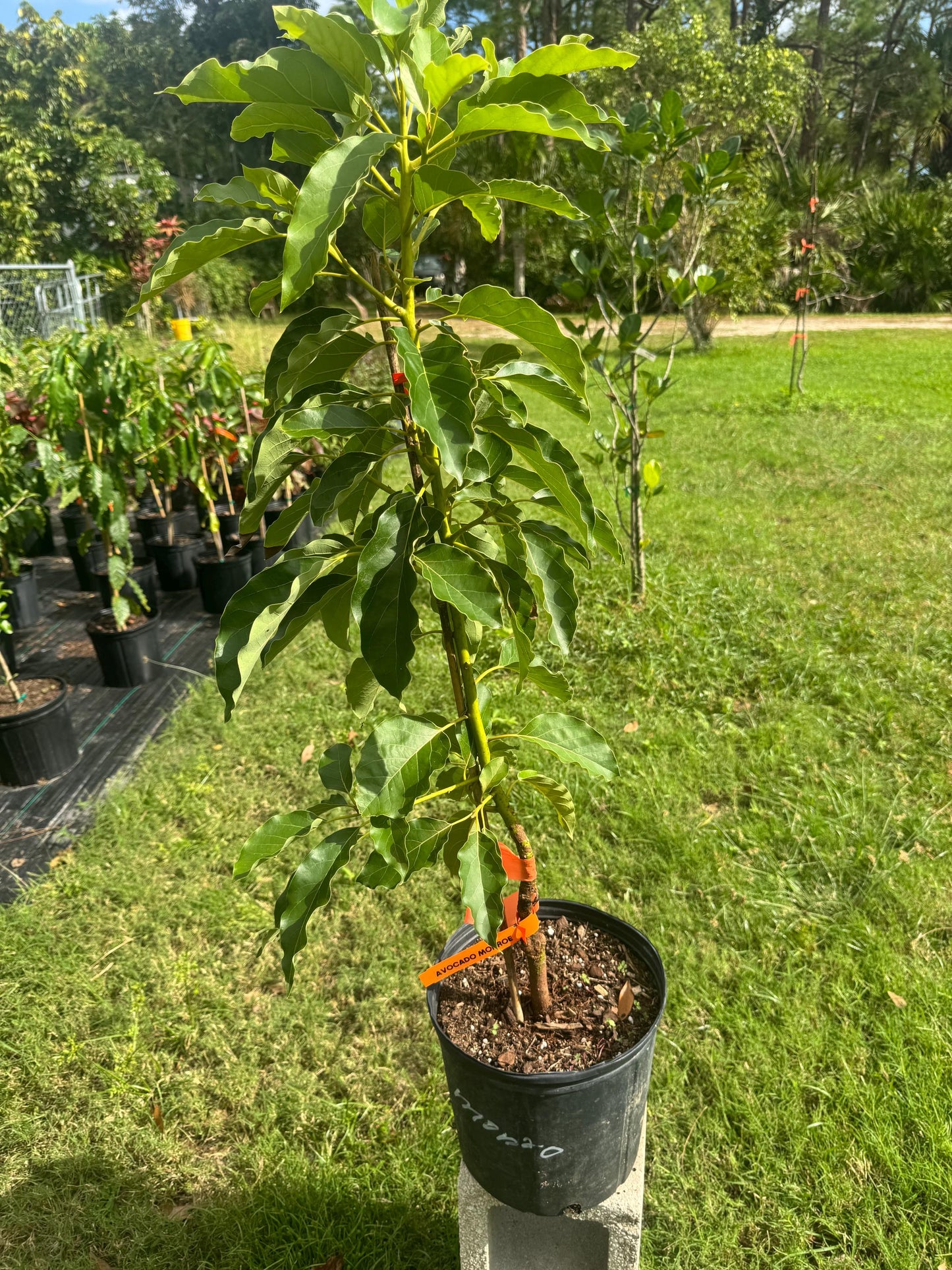 Grafted Monroe Avocado Tree - Live Plant Same Day Shipping!!!* No Shipping to CA or HI