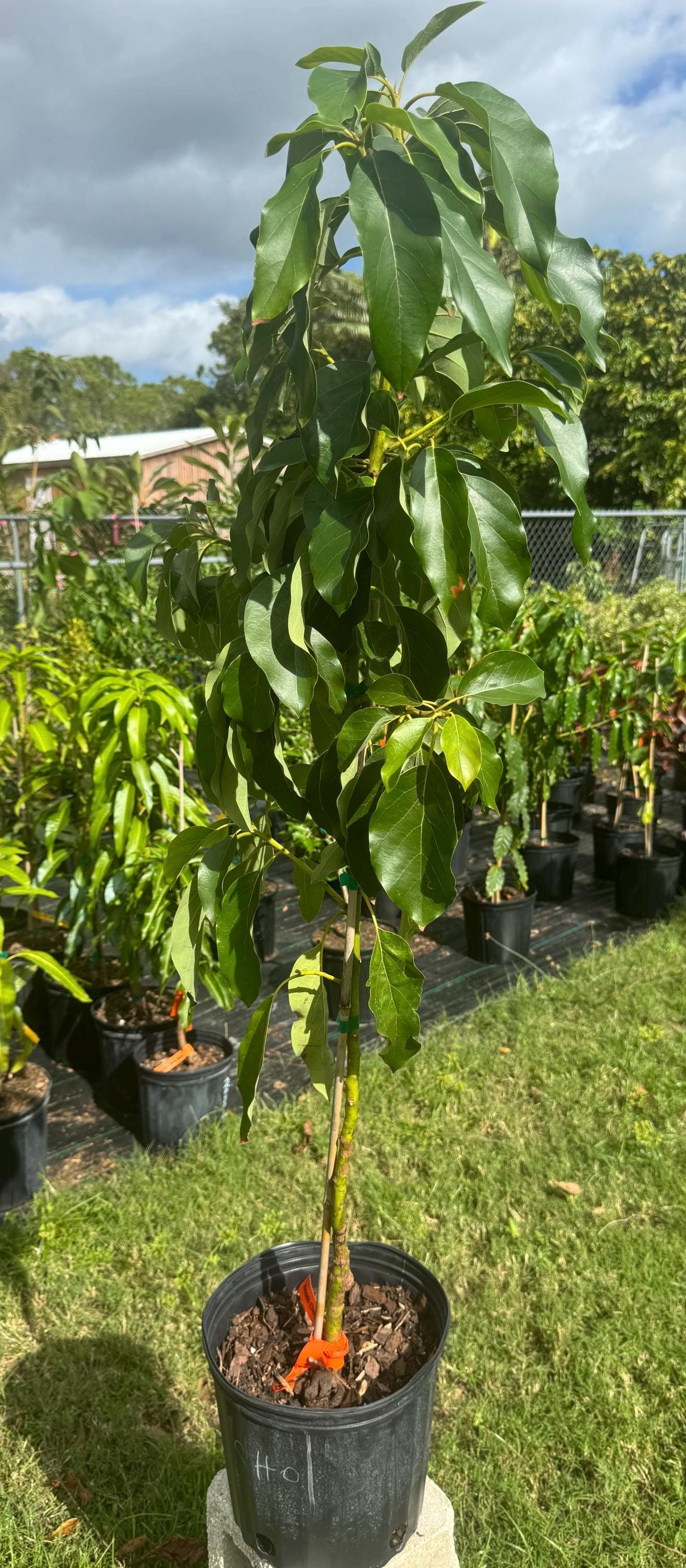 Grafted Choquette Avocado Tree - Live Plant Same Day Shipping!!!* No Shipping to CA or HI