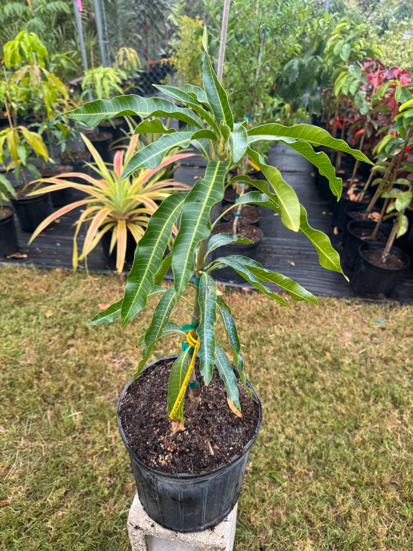 Glenn Mango Tree - Live Plant Same Day Shipping!!!* No Shipping to CA or HI