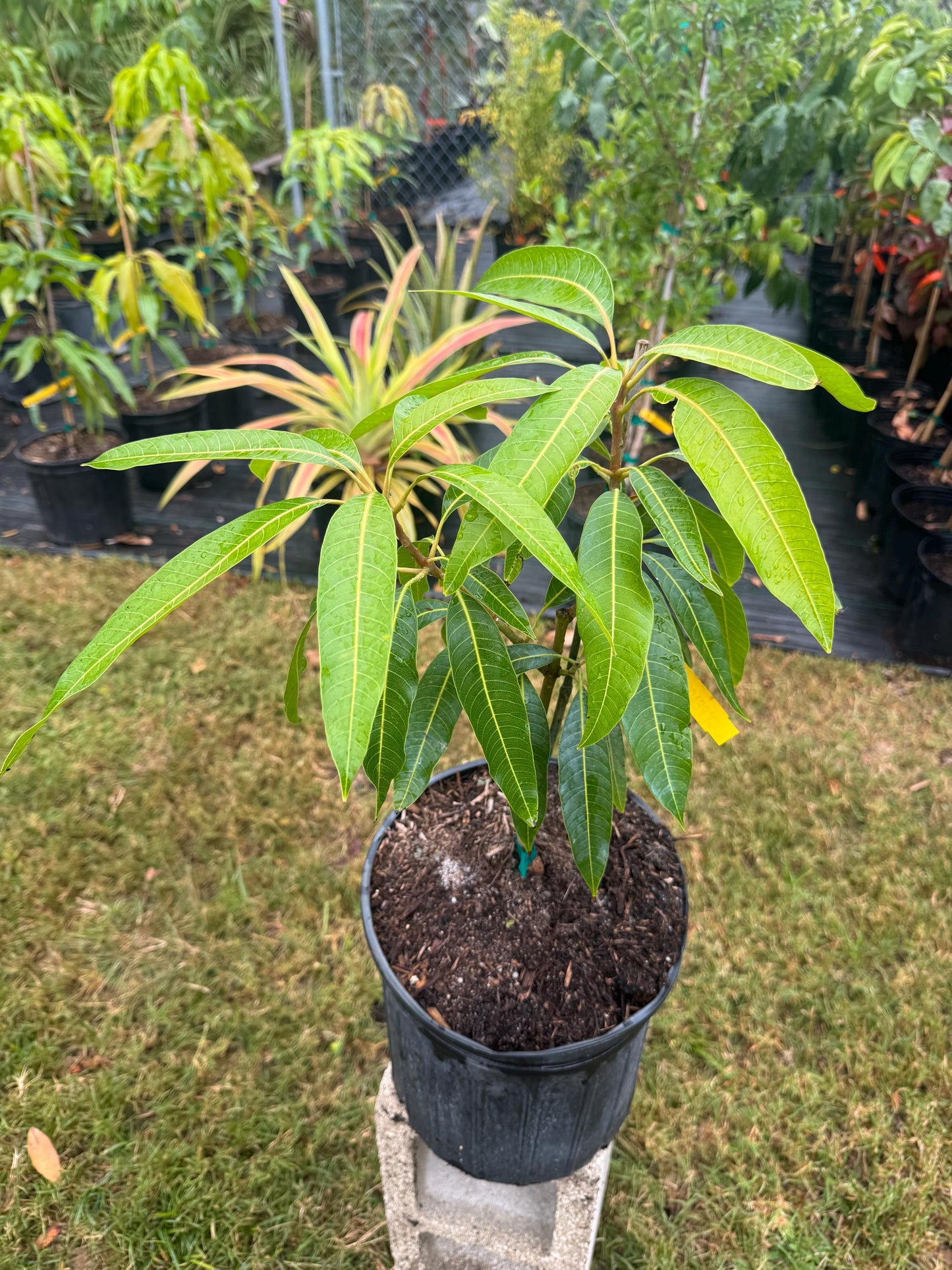 Juicy Peach Mango Tree - Live Plant Same Day Shipping!!!* No Shipping to CA or HI