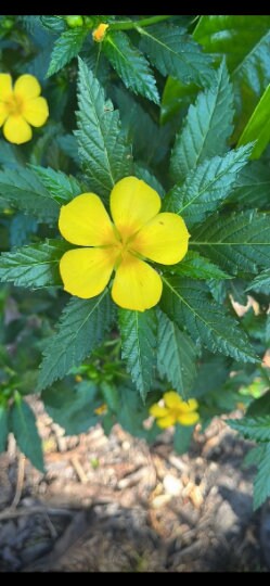 Damiana, scientific name Turnera diffusa -