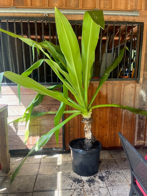 Crinum americanum (6) Rooted Plants!!!! A/k/a swamp liliy