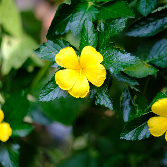 Damiana, scientific name Turnera diffusa - Sexual Desire Plant