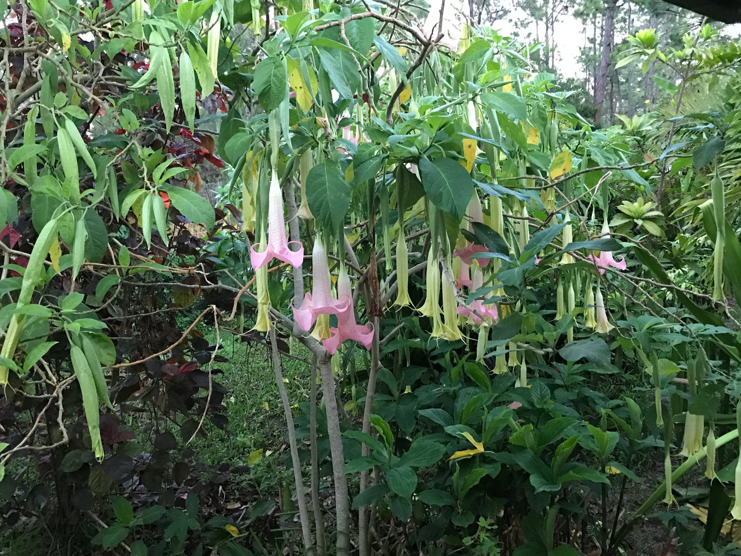 ANGEL TRUMPETS !!! Ecuador Pink - Live Tropical Plants and/or Cuttings! Named Cultivars!!