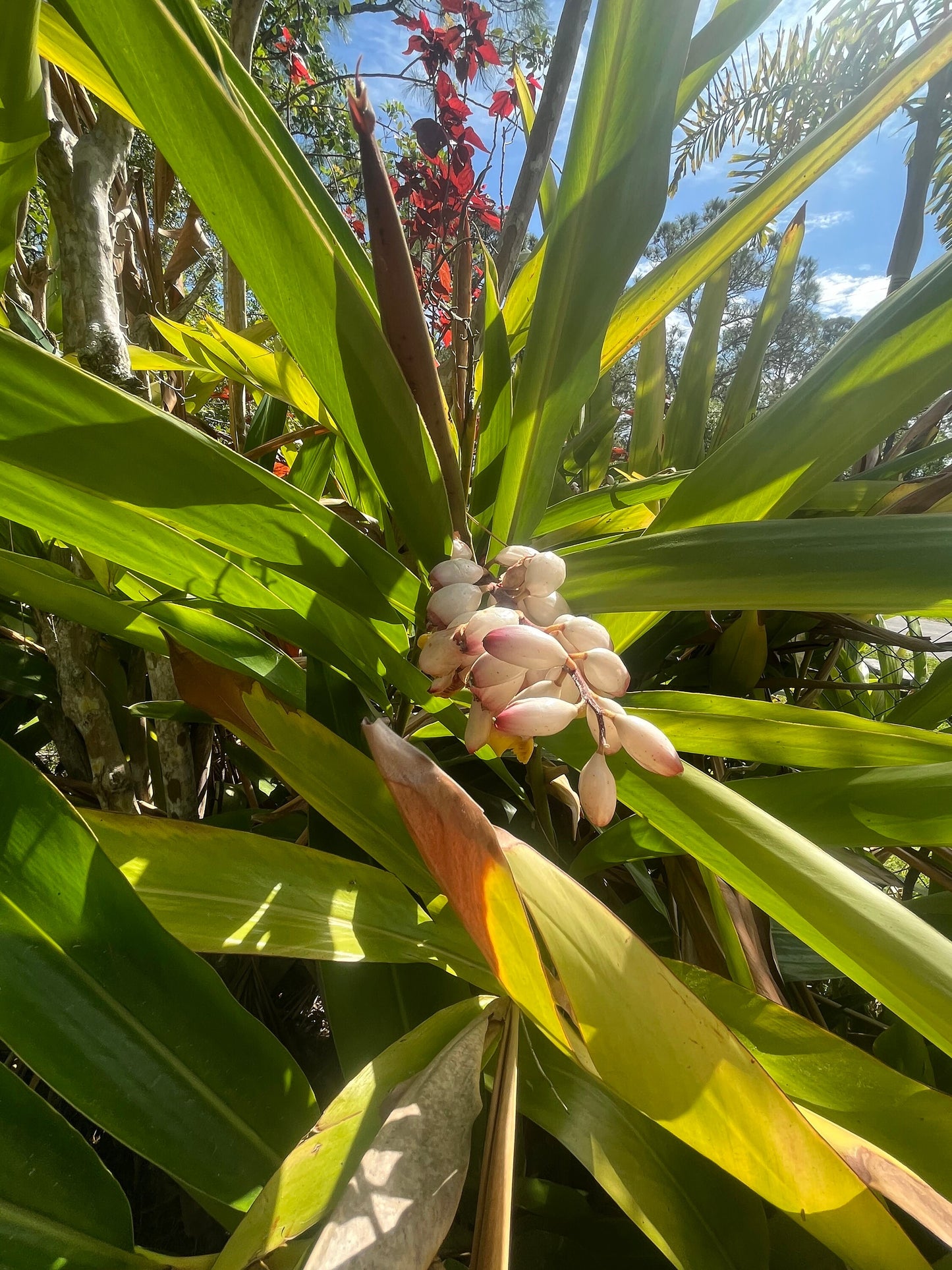 Shell Ginger - Live Plant Same Day Shipping!!!*