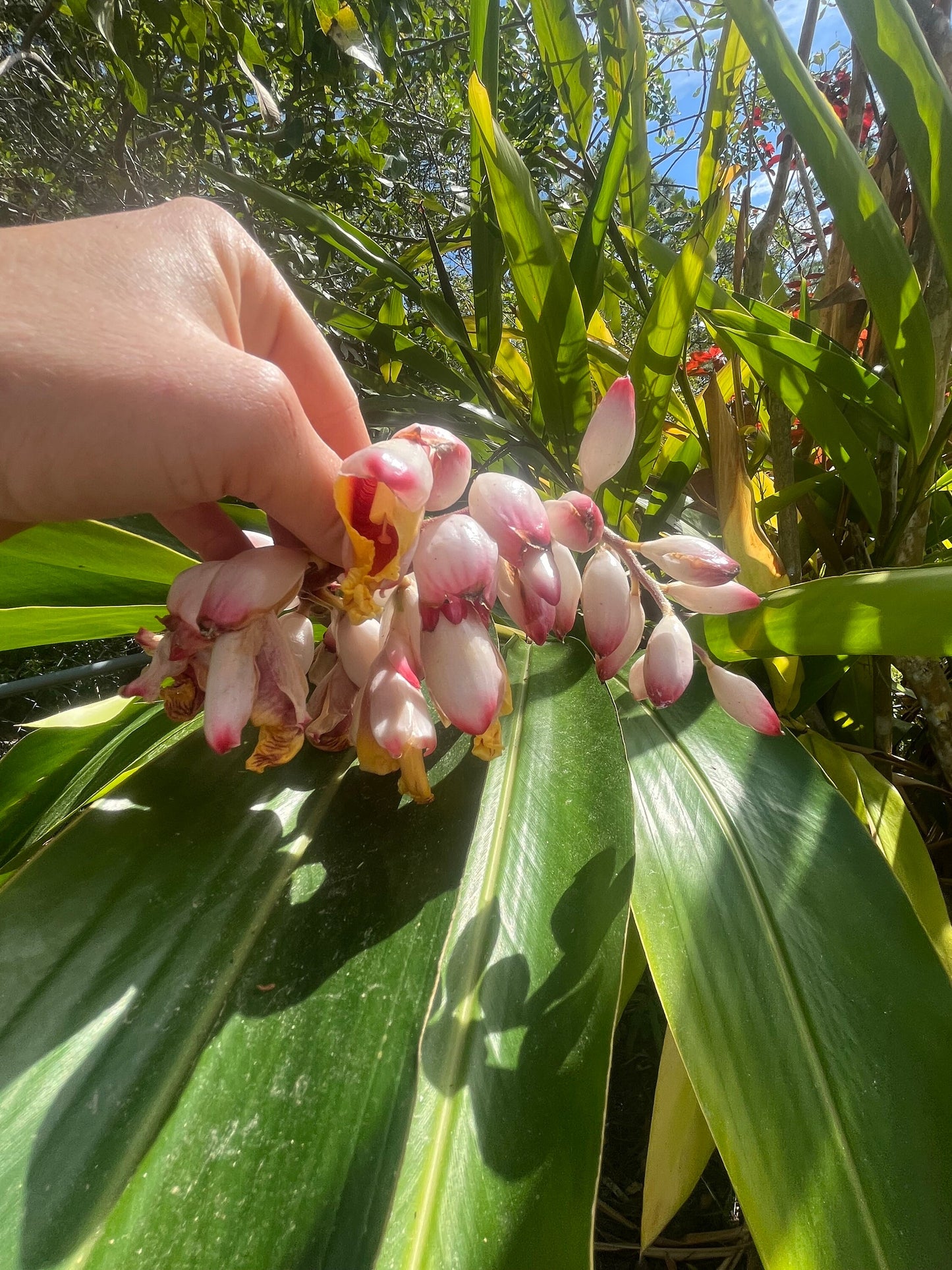 Shell Ginger - Live Plant Same Day Shipping!!!*