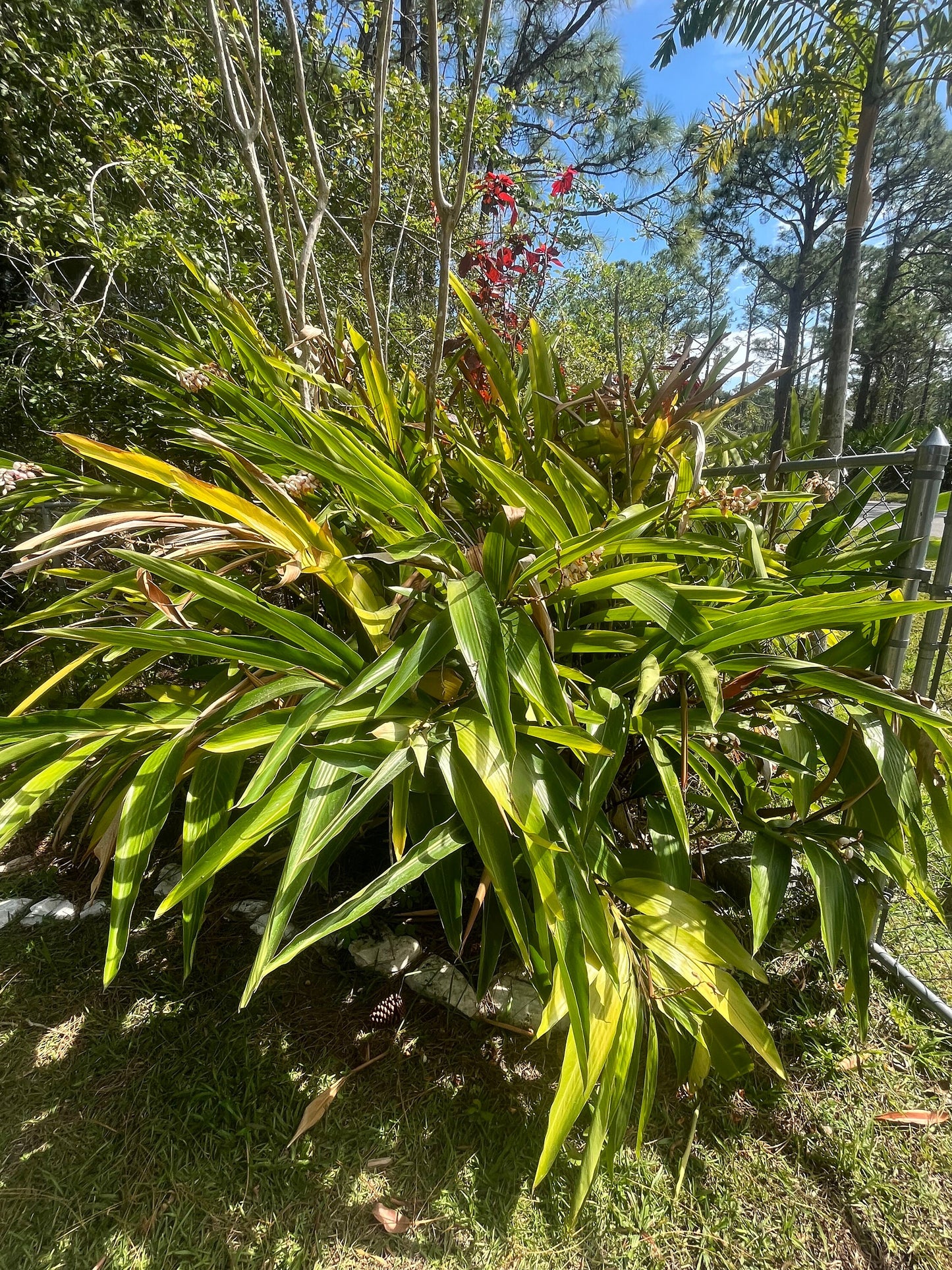 Shell Ginger - Live Plant Same Day Shipping!!!*