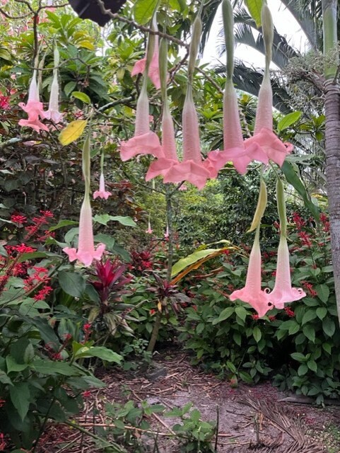 ANGEL TRUMPETS !!! Ecuador Pink - Live Tropical Plants and/or Cuttings! Named Cultivars!!