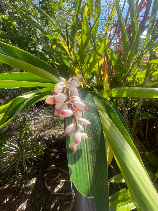 Shell Ginger - Live Plant Same Day Shipping!!!*