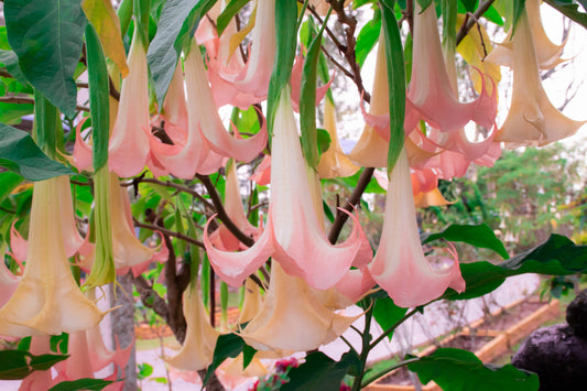 ANGEL TRUMPETS !!! Ecuador Pink - Live Tropical Plants and/or Cuttings! Named Cultivars!!