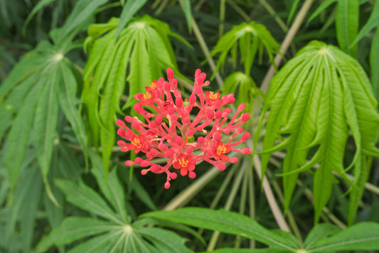 Coral Plant - Jatropha Mulifida Flowering Plant Same Day Shipping!!!!*