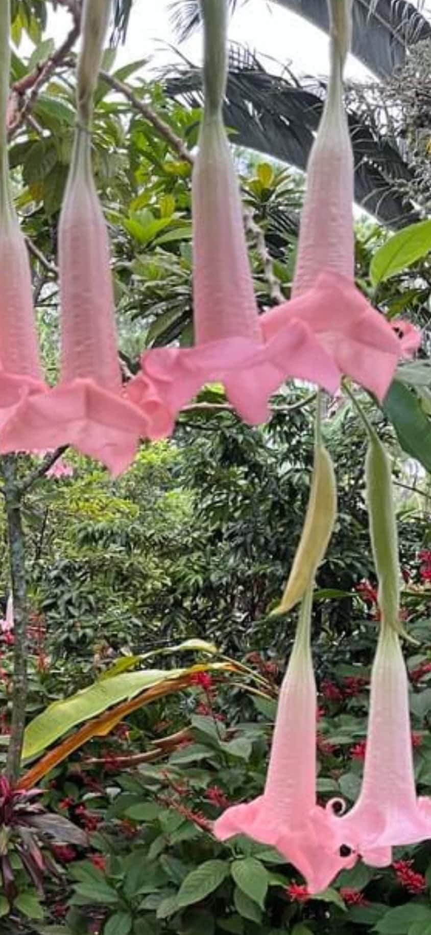 ANGEL TRUMPETS !!! Ecuador Pink - Live Tropical Plants and/or Cuttings! Named Cultivars!!