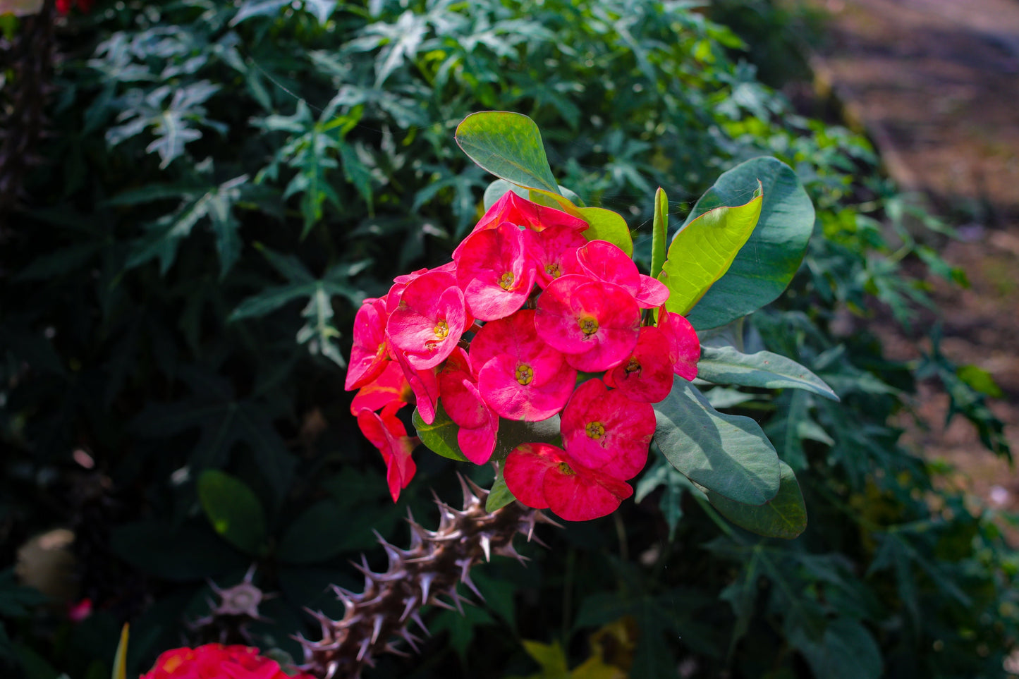 Crown of Thorns - Live Plant Same Day Shipping!!!**