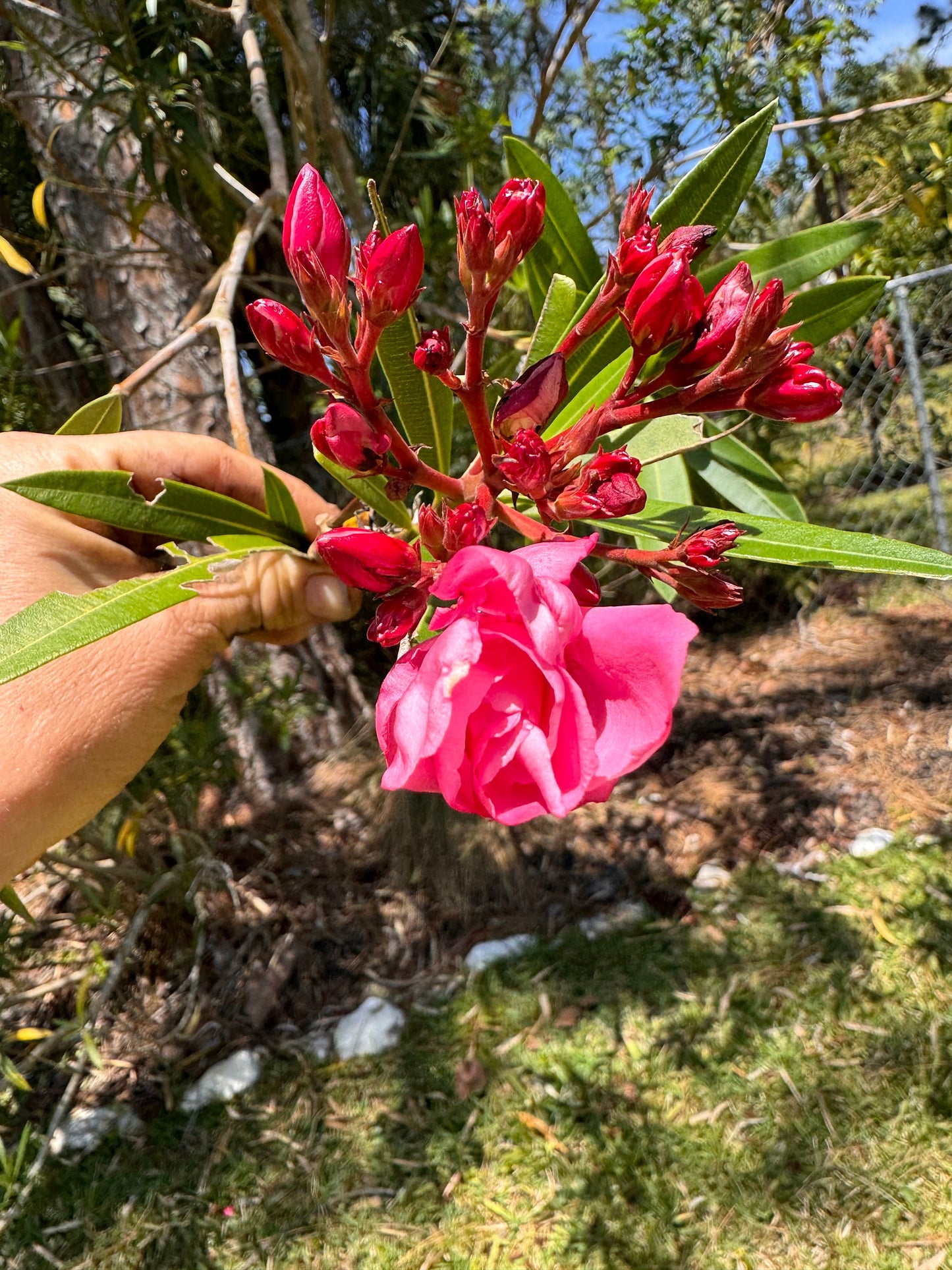 Calypso Pink Oleander - Live Plant Same Day Shipping!!!*