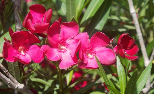 Calypso Pink Oleander - Live Plant Same Day Shipping!!!*