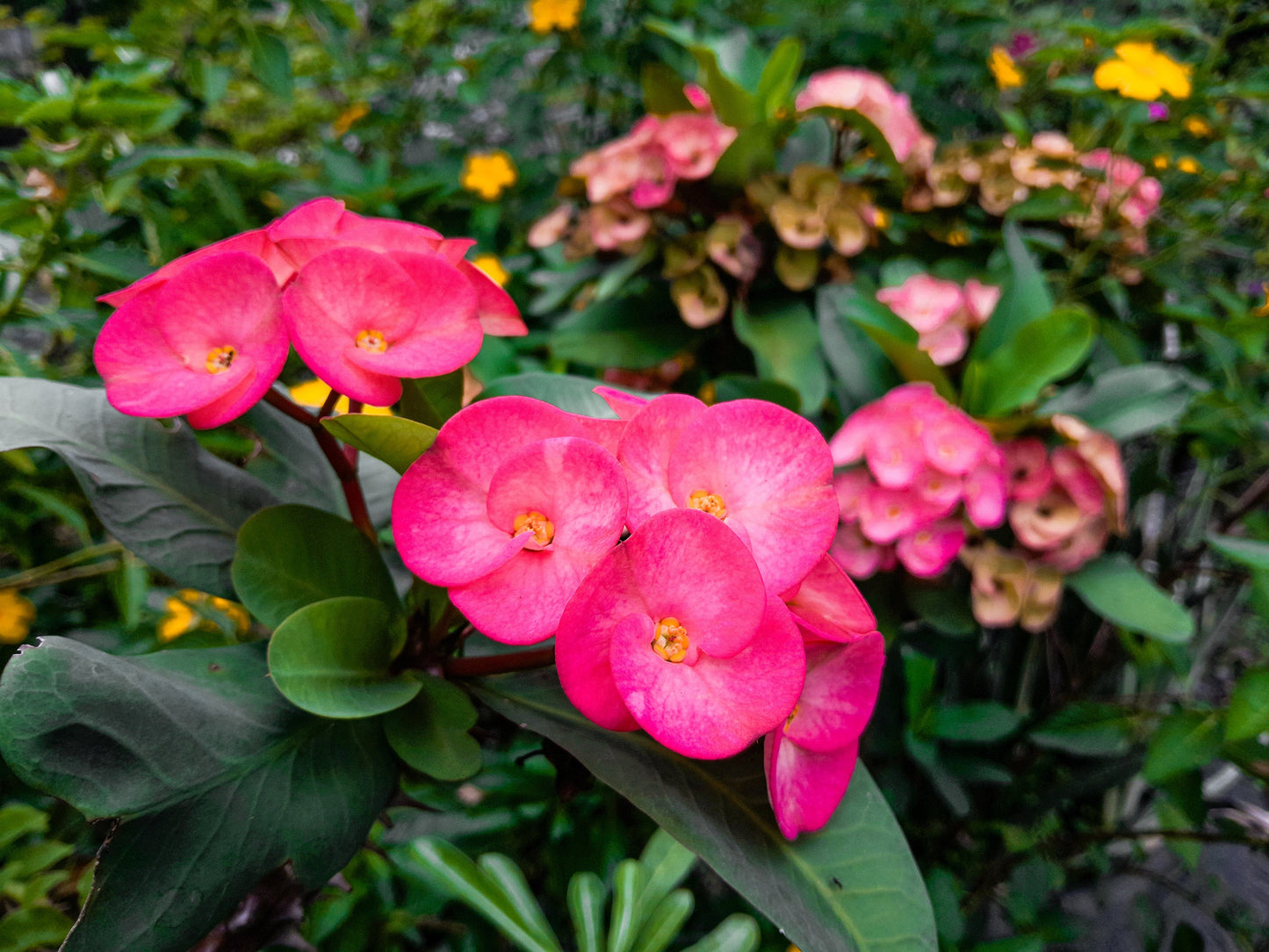 Crown of Thorns - Live Plant Same Day Shipping!!!**