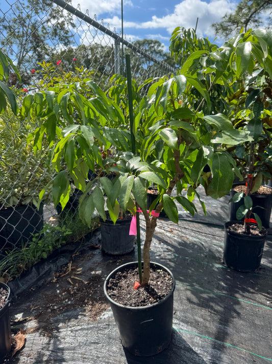 Air Layered Sweetheart Lychee - Live Plant Same Day/FREE Shipping!!!* No Shipping to CA or HI