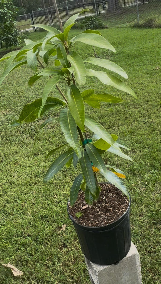 Rapoza Grafted  Mango Tree - Live Plant Same Day Shipping!!!* No Shipping to CA or HI