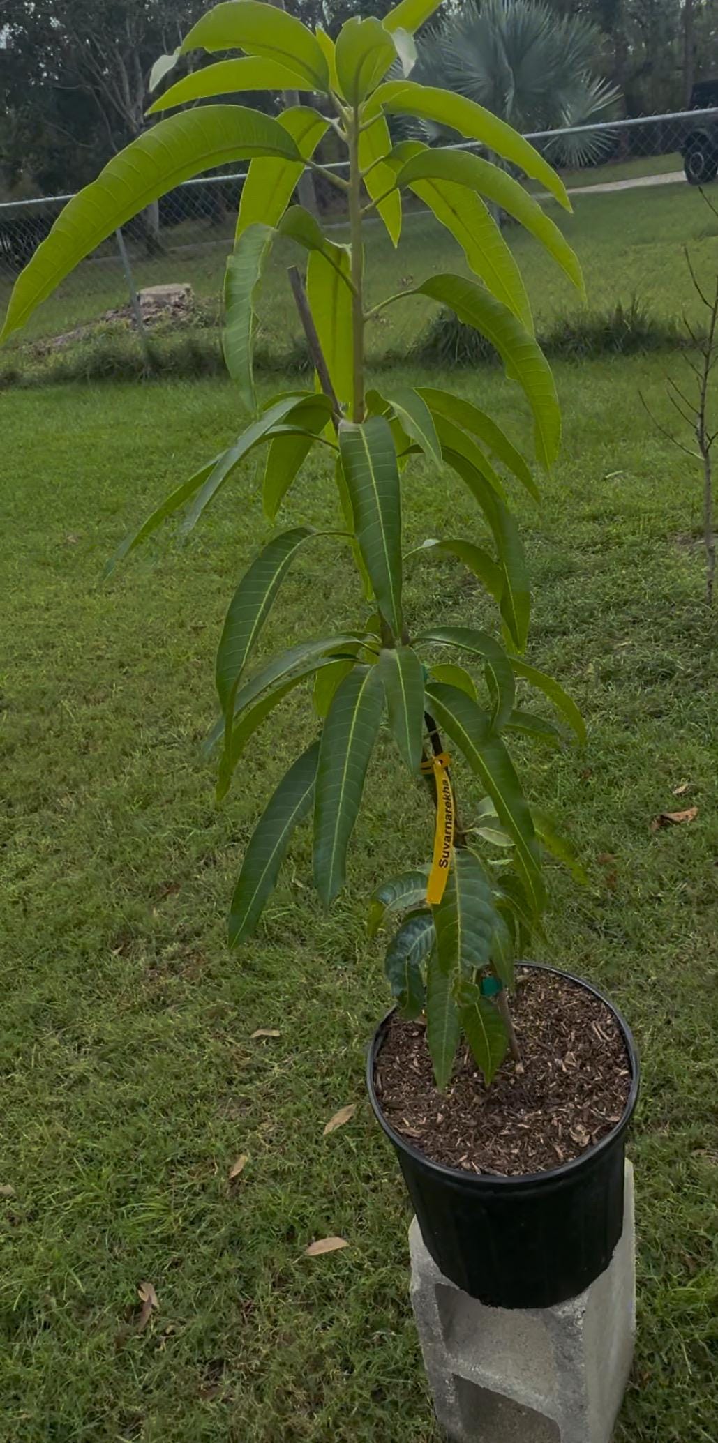 Suvarnarekha Grafted  Mango Tree - Live Plant Same Day Shipping!!!* No Shipping to CA or HI