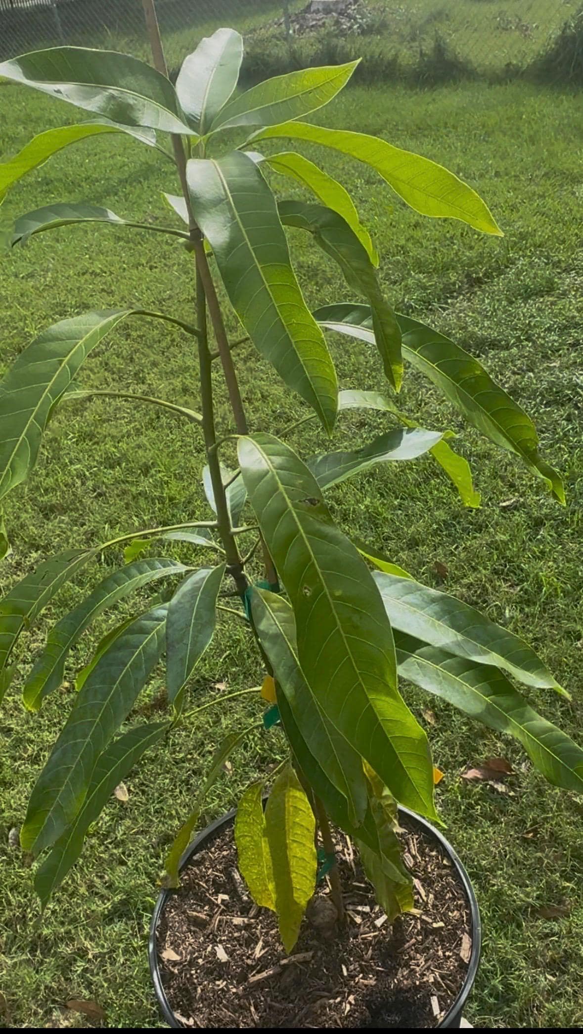 Sein Ta Lone a/k/a the Diamond Solitaire, Diamond or Guava Grafted Mango Tree - Live Plant Same Day Shipping!!!* No Shipping to CA or HI