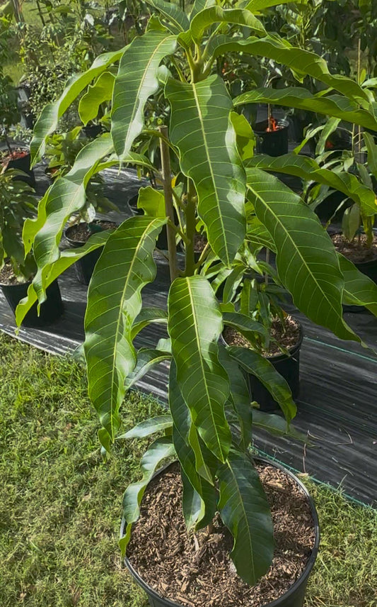 Sai Tong a/k/a Golden Nam Doc Mai Grafted Mango Tree - Live Plant Same Day Shipping!!!* No Shipping to CA or HI