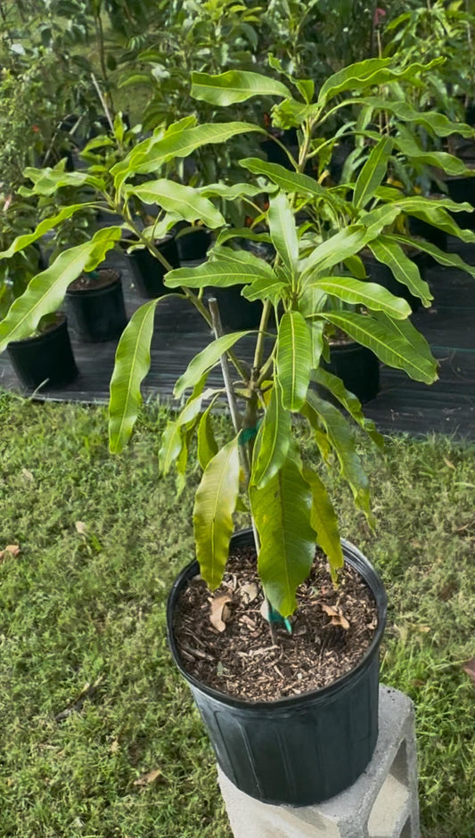 Falan a/k/a Sea Grafted Mango Tree - Live Plant Same Day/FREE Shipping!!!* No Shipping to CA or HI