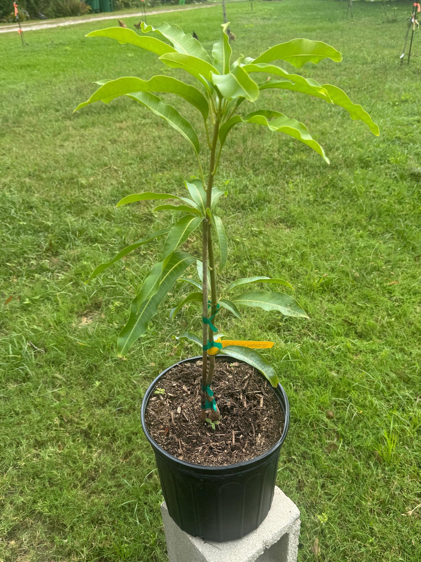 East Indian Grafted Mango Tree - Live Plant Same Day/FREE Shipping!!!* No Shipping to CA or HI